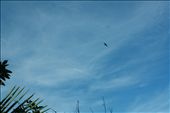 Fly high,Pal!: by gorgeousindonesia, Views[271]