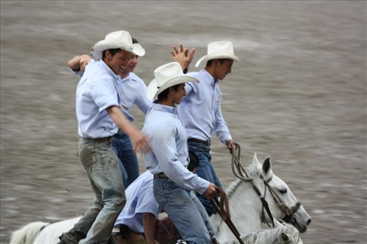 Show riders in the coffee region