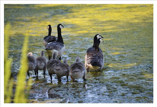 It's breeding season here: Invaders from far far away - Canada Geese!