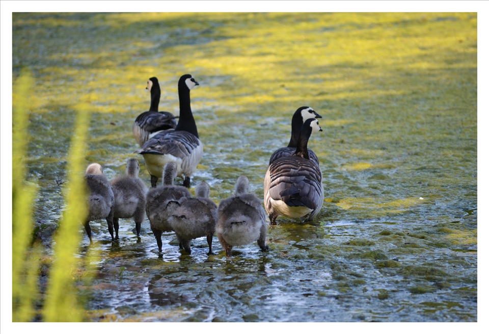 It's breeding season here: Invaders from far far away - Canada Geese!