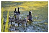 It's breeding season here: Invaders from far far away - Canada Geese!: by gowtham, Views[454]