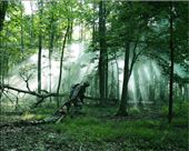 Combat medic training in action.: by grabercj, Views[225]