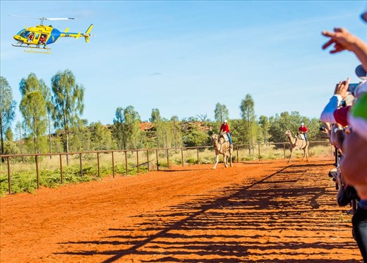 And they're OFF! Camels are on the last leg competing for the Uluru Camel Cup 2014