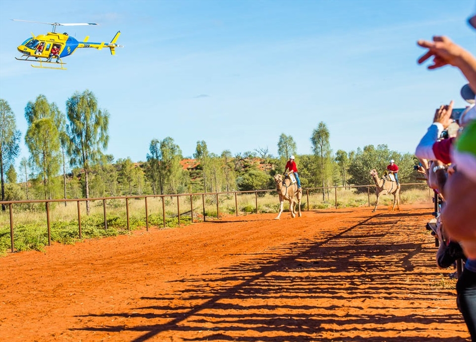 And they're OFF! Camels are on the last leg competing for the Uluru Camel Cup 2014