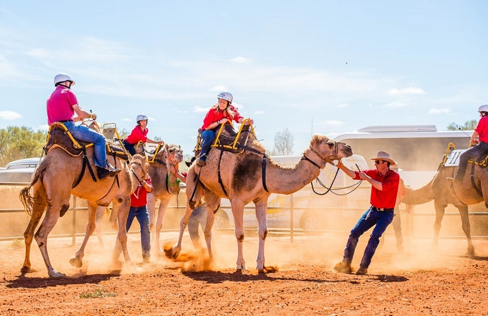 Camels are a 'little' restless as the handlers line them up at the starting line ready for their big race.