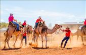 Camels are a 'little' restless as the handlers line them up at the starting line ready for their big race.: by gracehenley, Views[274]
