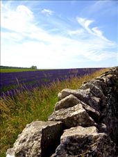The Lavender fields in Hapmshire, July 2012: by gracieof, Views[229]