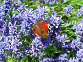 A sunbathing butterfly in the Lavender fields. It was obviously so comfortable that it didnt fly away when I got close!: by gracieof, Views[289]