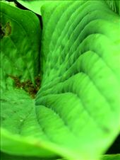 I loved the natural design on this leaf in the Lake District and had to capture it close up: by gracieof, Views[294]