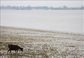 A lone goat wanders through the waning waters of the mangrove swampland.  The rising and falling tides of the Gomor river mirror the ups and downs of the encroaching influences that nearby cities like Kolkata have on simplicities of traditional village life.: by grahamfreeman, Views[738]