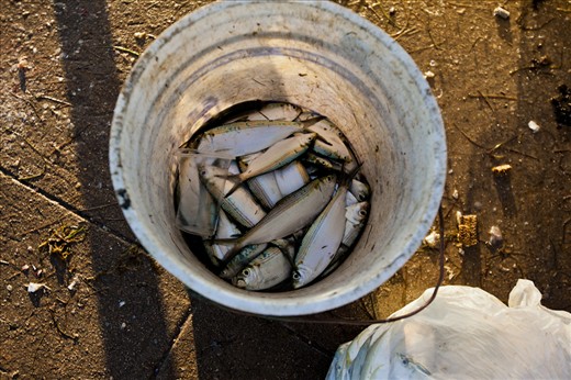 The entire pier is covered with thousands of fish scales. 