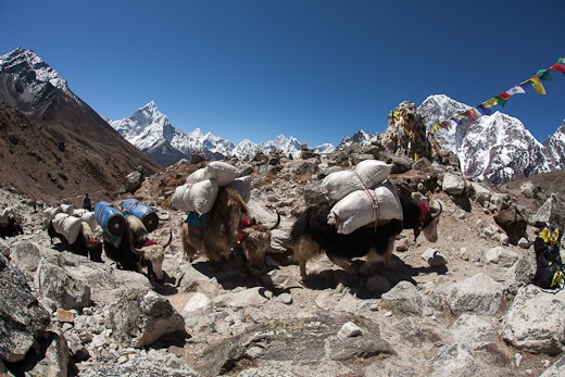 Dance of the Yak Train.  For anyone who has traveled in the Himalayas, yaks can be seen around every turn, along every pass and on slopes of impossible steepness.  They are the beasts of burden that necessitated the famous trans Himalayan trade route between Tibet and Nepal.  Often surly and unruly, they can carry over 100kg on their backs.  One tip: Always walk on the inside of the trail when passing yaks, as they have a nasty habit of knocking unweary travellers off the side of the mountain, myself almost included.