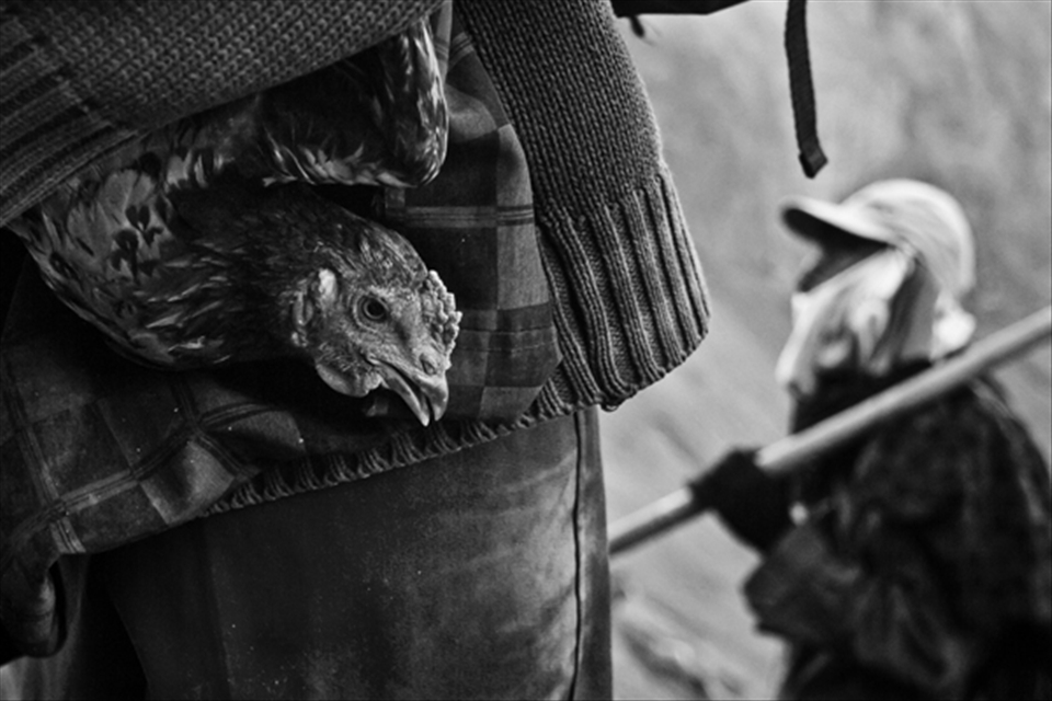 A rooster thrown by the Hindunese to the crater of Bromo Mt as an offering is being caught by people. Livestocks and other Harvests are being thrown as an offering to the Sang Hyang Widhi as part of the Kasada Ceremony in Mt. Bromo, East Java, Indonesia.