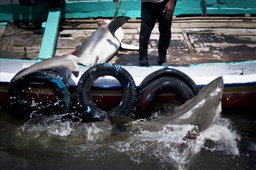 Sharks caught by fishermen in Indonesia’s Ocean