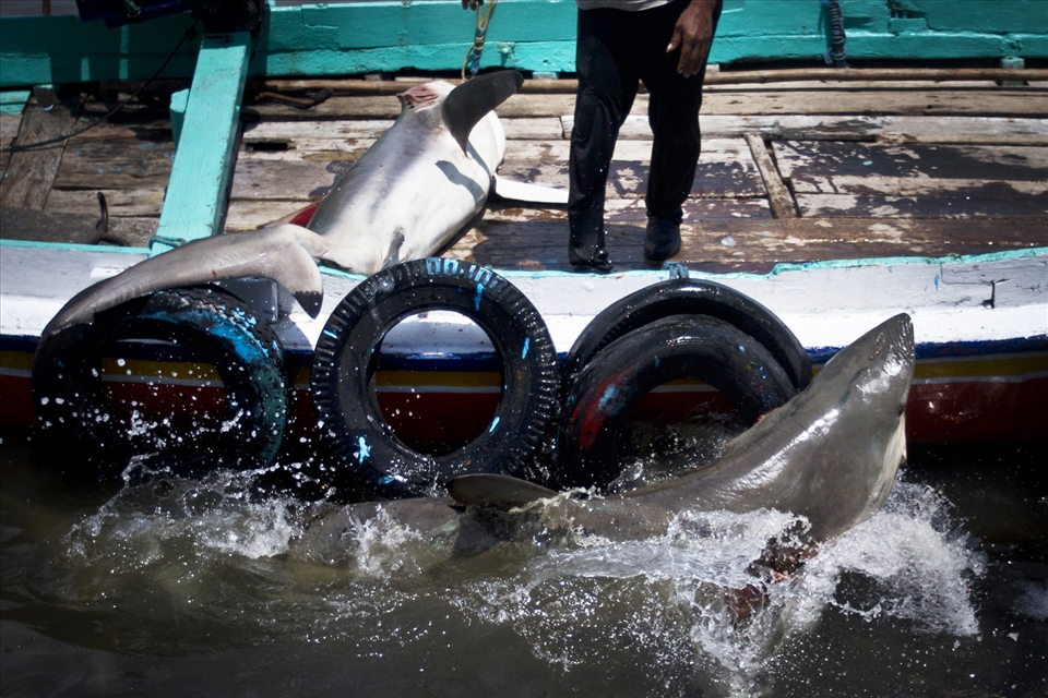 Sharks caught by fishermen in Indonesia’s Ocean