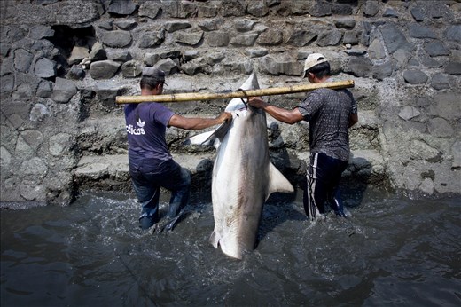 Two workers carry the new shark derived from the boat.
