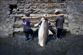 Two workers carry the new shark derived from the boat.: by graver_dusk, Views[378]