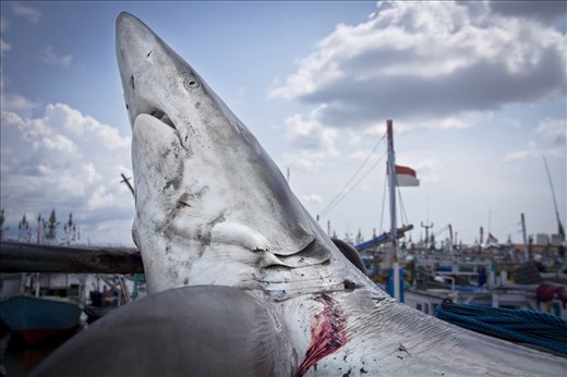 The new shark caught by fishermen in the outskirts of the dock.