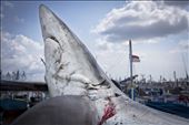 The new shark caught by fishermen in the outskirts of the dock.: by graver_dusk, Views[356]
