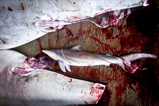 A baby shark is removed from its mother belly that was caught by fishermen.