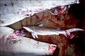 A baby shark is removed from its mother belly that was caught by fishermen.: by graver_dusk, Views[465]