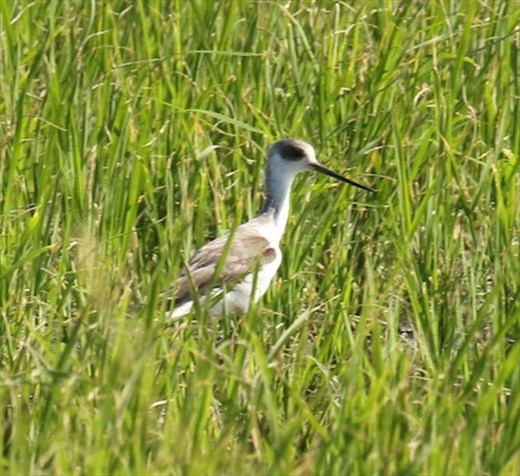 Black-winged stilt in rice paddy, Ishigaki