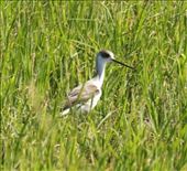 Black-winged stilt in rice paddy, Ishigaki: by graynomadsusa, Views[383]