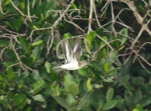 Common sandpiper, Manko Waterbird and Wetland Center, Okinawa