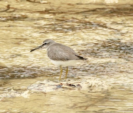 Green Sandpiper, Ibara Island, Miyakojima
