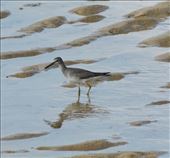 Green Sandpiper, Ishigaki: by graynomadsusa, Views[306]