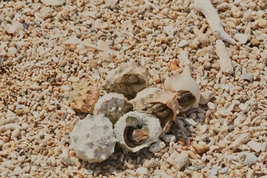 Cluster of hermit crabs playing musical shells, Ishigaki