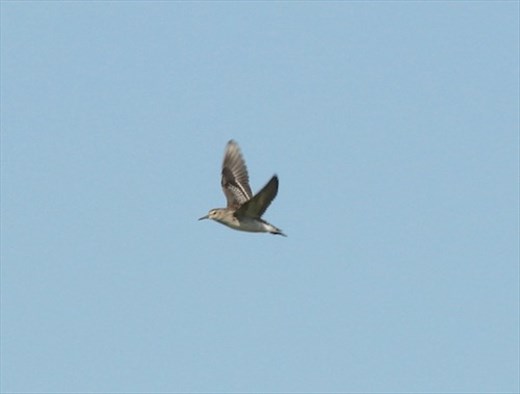 Long-toed Stint, Ishigaki