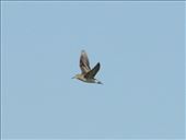 Long-toed Stint, Ishigaki: by graynomadsusa, Views[529]