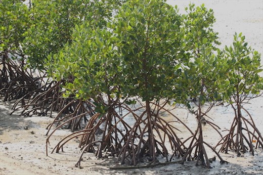 Healthy Mangroves, Nagura Anparu 