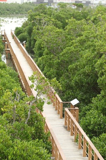 Boardwalk, Manko Waterbird and Wetland Center, Okinawa
