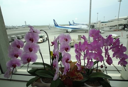 Orchids at the airport, Naha Okinawa