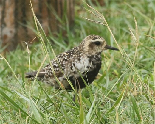Pacific Golden Plover, Miyako