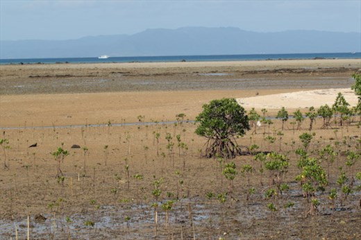 Newly planted Mangroves, Nagura Anparu Wetlands