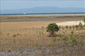 Newly planted Mangroves, Nagura Anparu Wetlands: by graynomadsusa, Views[320]