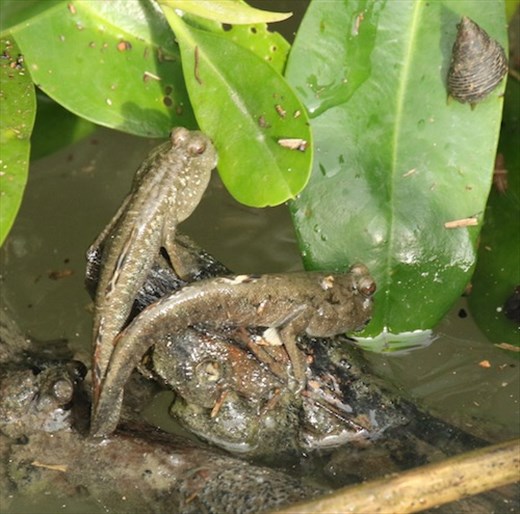 Mudskippers, Manko Wetlands, Okinawa
