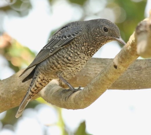 Blue Rock Thrush female, Miyako Botanic Garden