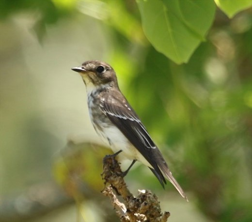 Gray-streaked Flycatcher, Ikema