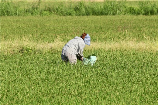 Working the rice paddy, Ishigaki