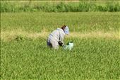 Working the rice paddy, Ishigaki: by graynomadsusa, Views[329]