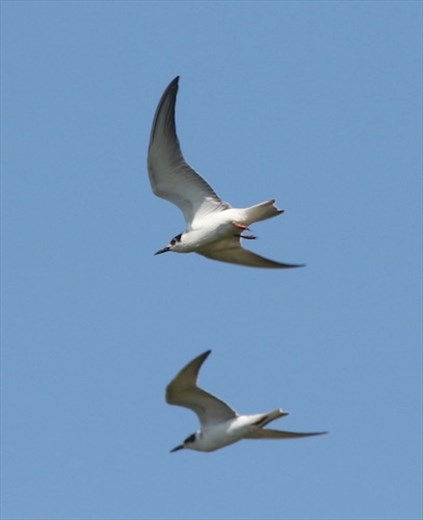White-winged terns, Ikema