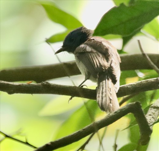 Amur Paradise Flycatcher, HIBA