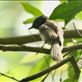 Amur Paradise Flycatcher, HIBA Views[216]