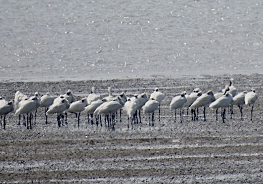 Black-faced Spoonbills