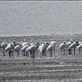 Black-faced Spoonbills Views[227]