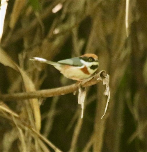 Black-throated Tit, Alishan